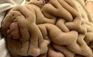 This Online Group Shares Images With Misleading Headlines That Completely Change What We See (30 New Pics)