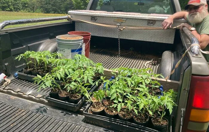 Arkansas Traveler Tomatoes. Originally Purchased In 1970... 51 Years Ago. Buy Heirloom, Buy It Once
