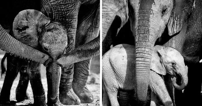 I Captured A Moment When One Bull Elephant Was Trying To Separate A Baby From Its Mother And The Whole Elephant Family Stood Up To Protect It (13 Pics)