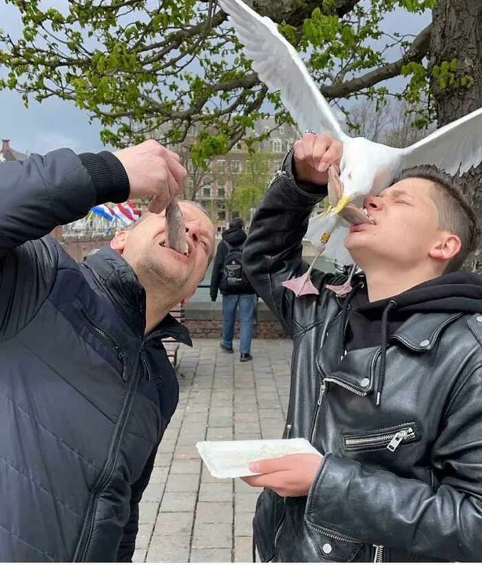 Eating A Haring In The Hague, Netherlands