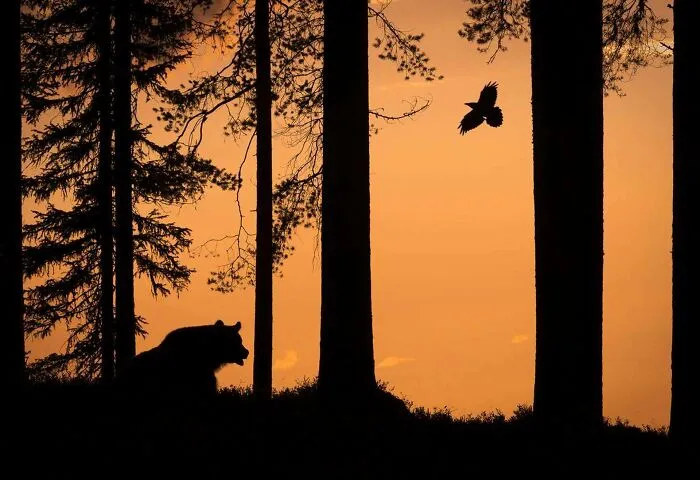 'bear And Raven' Is The Finnish Nature Picture Of The Year