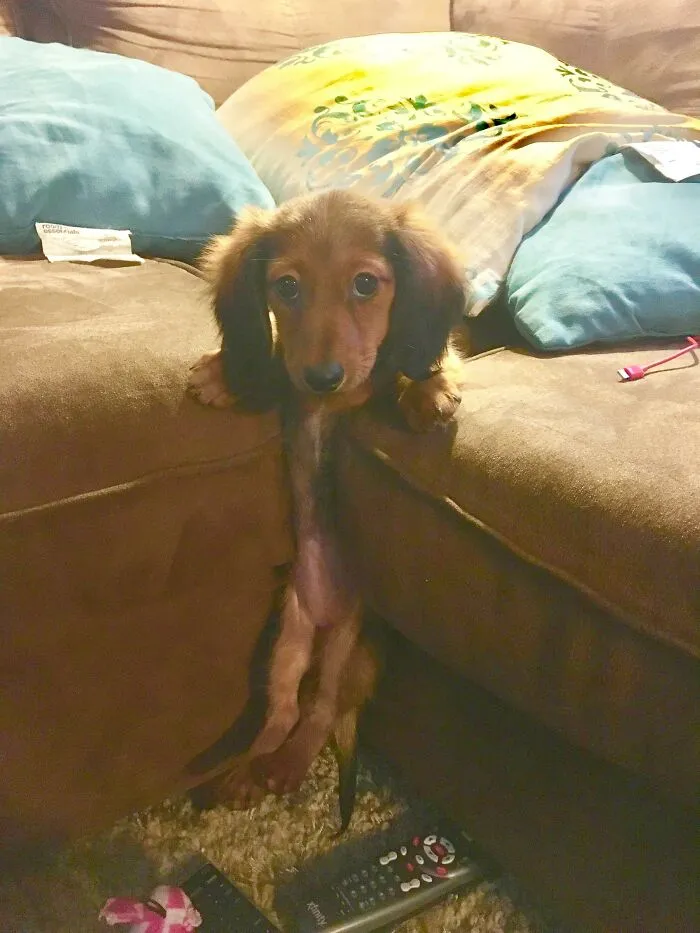 Mi cachorro de Teckel se atascó en los cojines del sofá