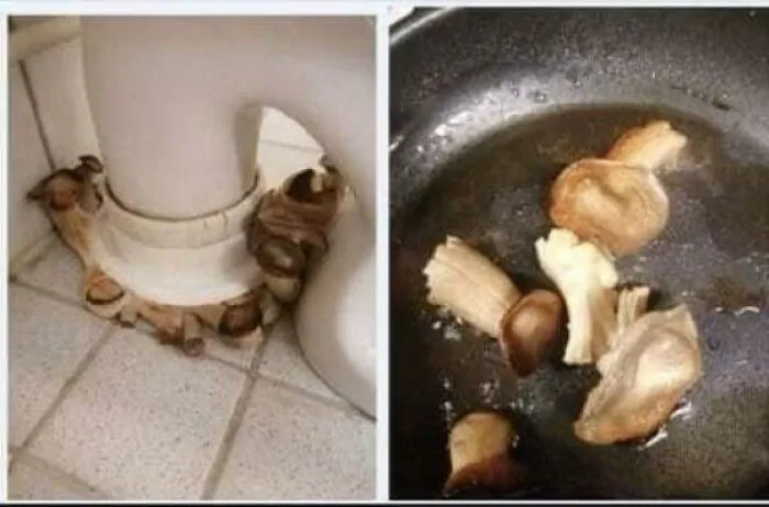 No tengo nada que decir sobre esto