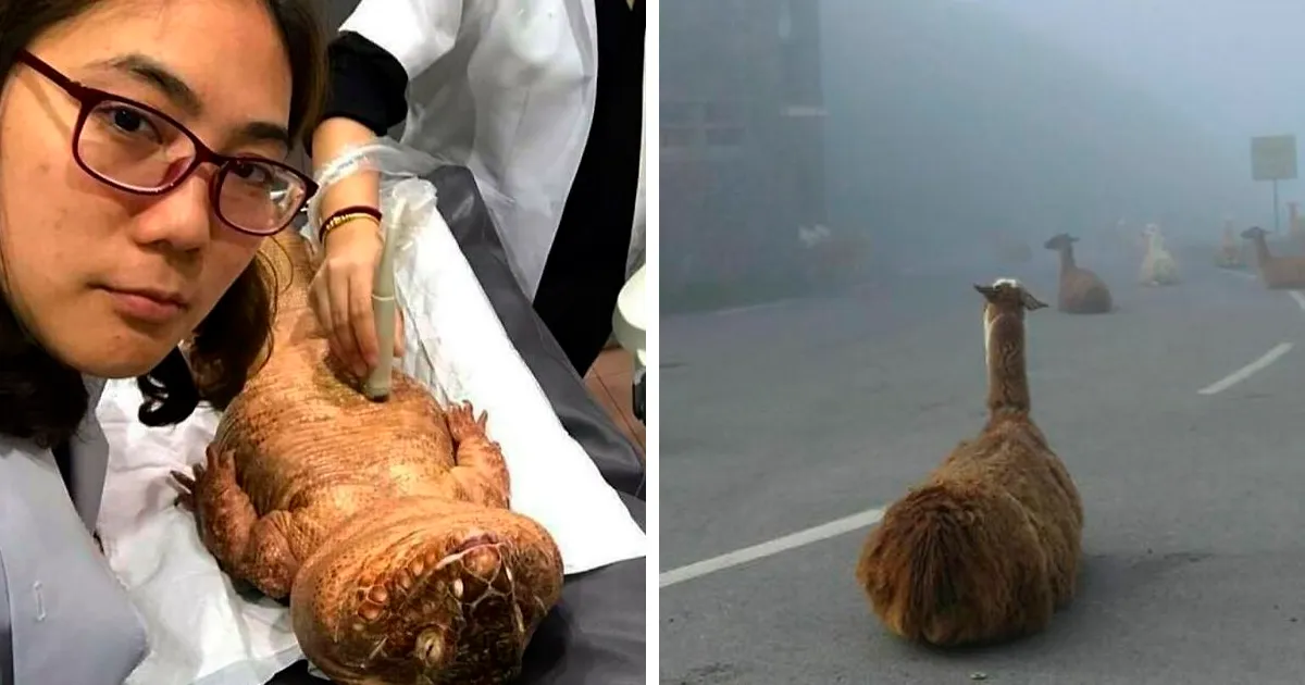 50 Fotos de animales que no tienen ningún sentido, compartidas en esta cuenta de Instagram