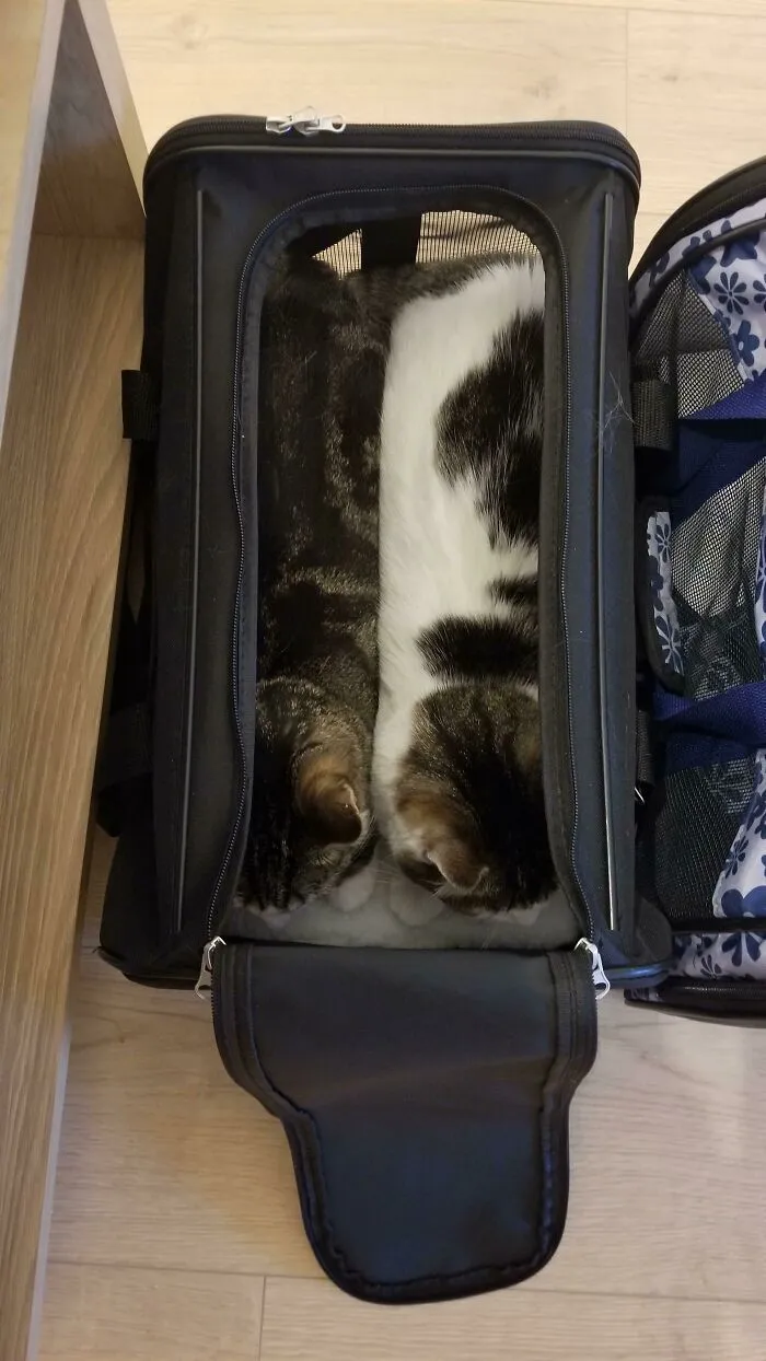 My Cats Aren't Too Sure About The New Apartment
