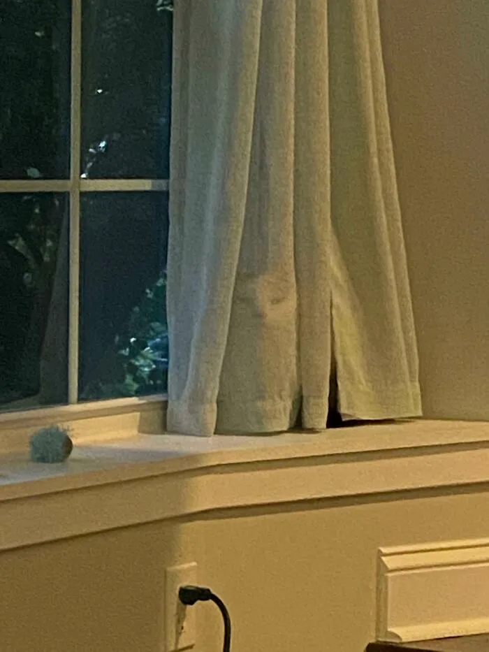 What Cat? I Don’t See Any Cat