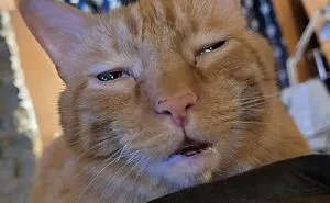 40 Times Cats Acted So Weird, They Made People Ask, “What’s Wrong With Your Cat” (New Pics)
