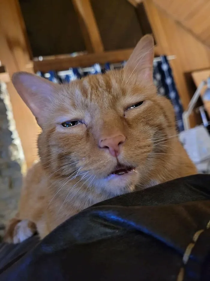 Someone Hit The Catnip Hard