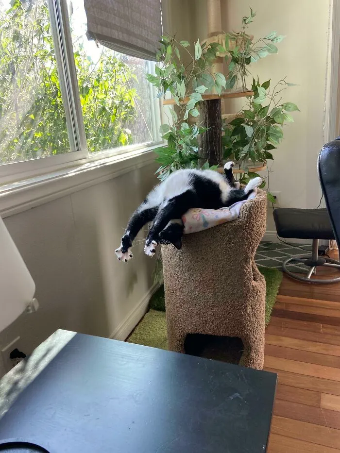 Apparently This Is Comfortable