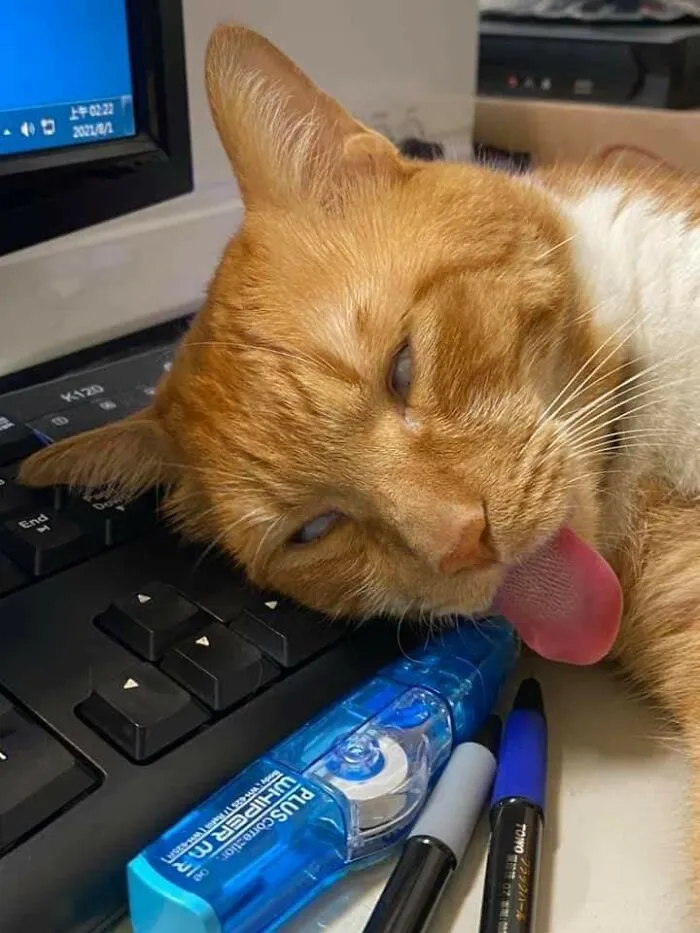 Cargando las actualizaciones