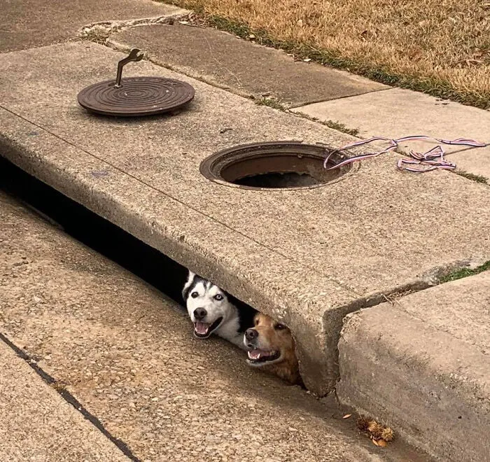 Estos bribones se han quedado atascados en un desagüe pluvial. No parecen preocupados