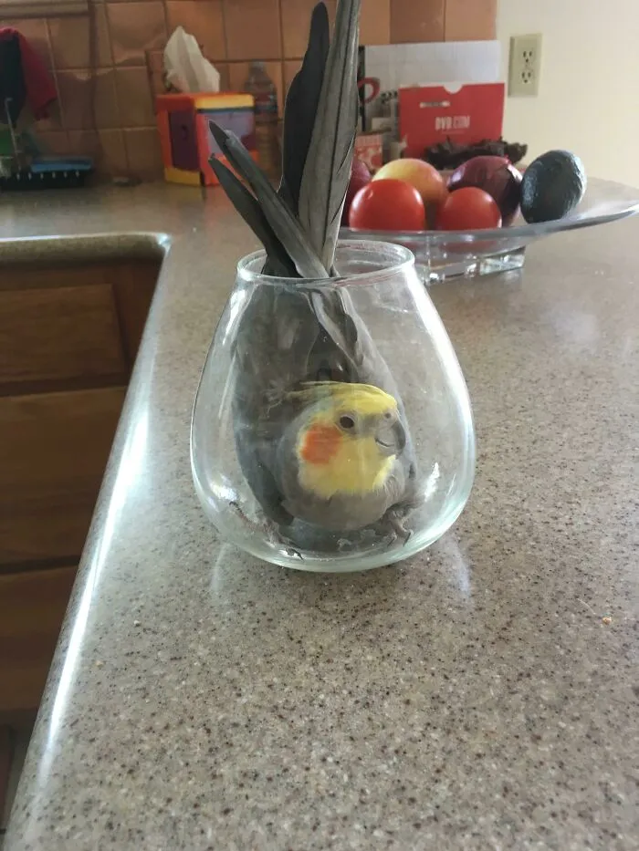 He Got Stuck. I Saved Him, But First I Had To Get This Picture