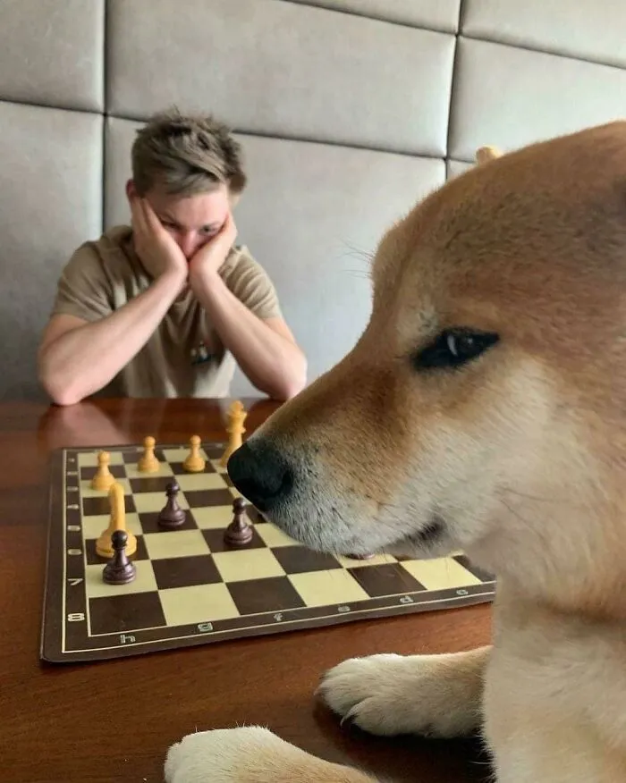 Ser perro en la vida real