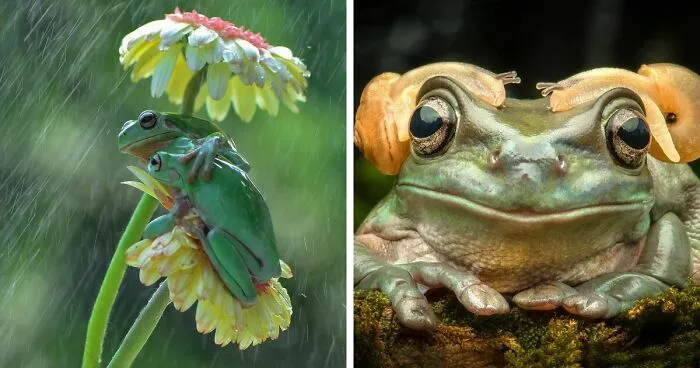 30 Adorable Frog Pictures By Ajar Setiadi That He Took Near His House