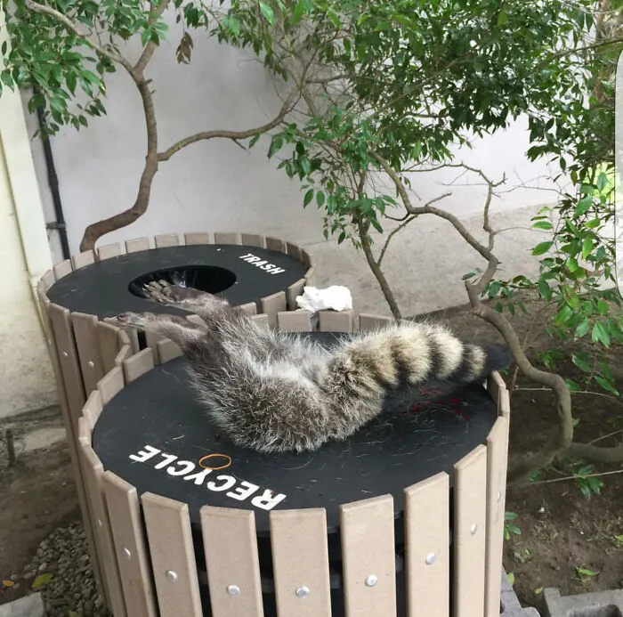Este gordo tonto tuvo que ser rescatado por Control de Animales