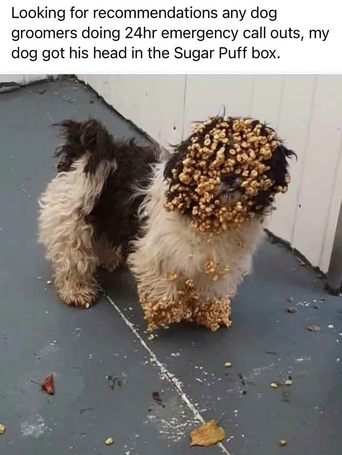 Woof🍯irl