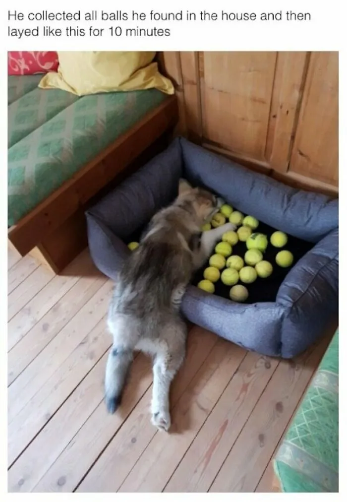 Woof Irl