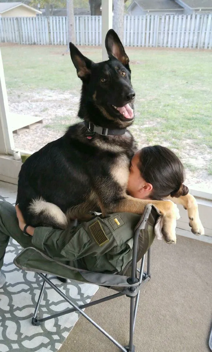 German Shepherd