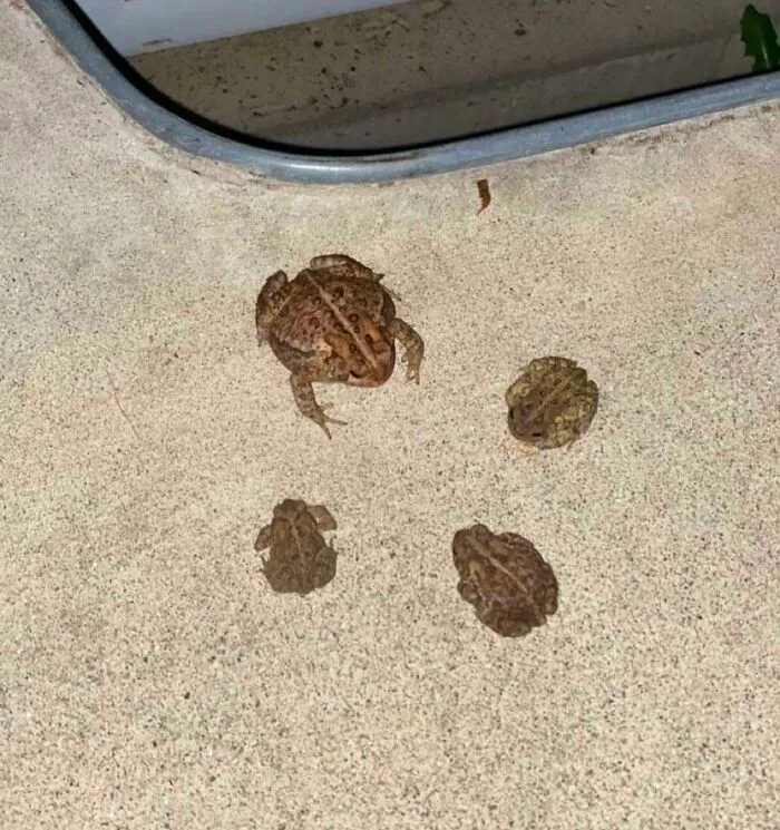 I Think I Interrupted A Meeting Last Night On The Patio