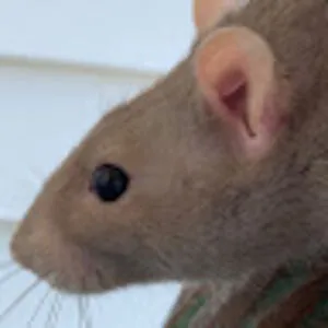 General Ratto