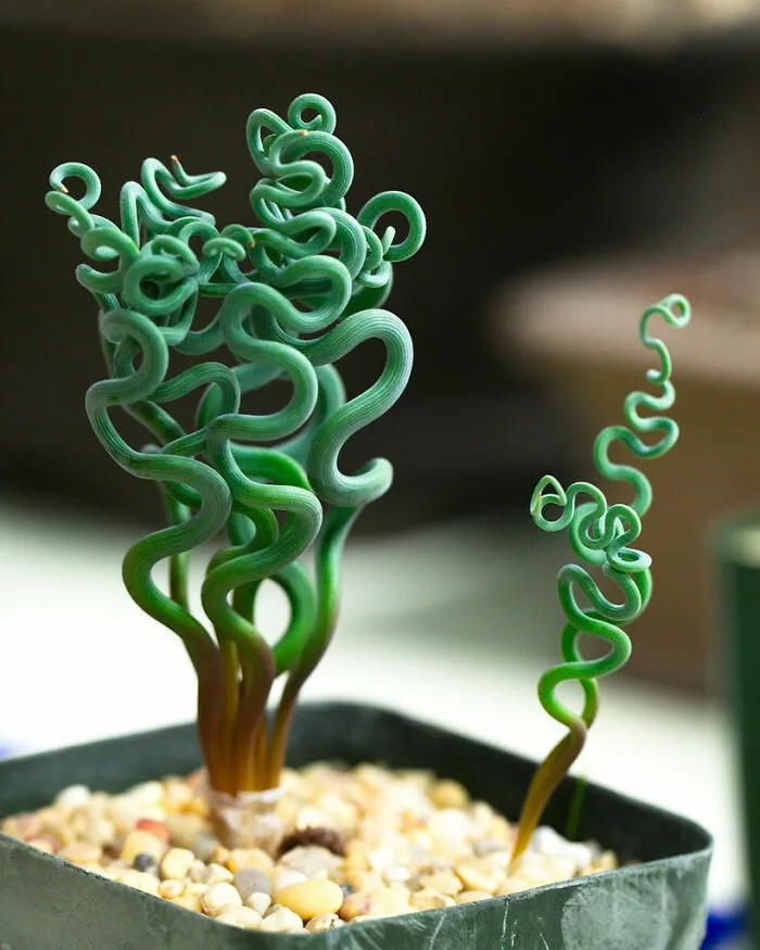 Trachyandra Looks Like It Comes From Another Planet
