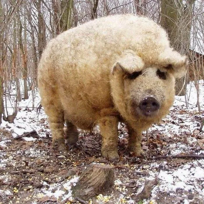 The Mangalica Is The Only Pig Species Covered In A Long Wool Coat, Similar To A Sheep's