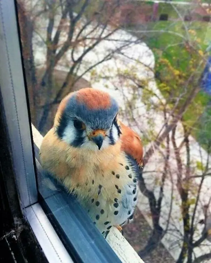 American Kestrel Is The Smallest And Most Common Falcon In North America. It Is Also Called The Sparrow Hawk