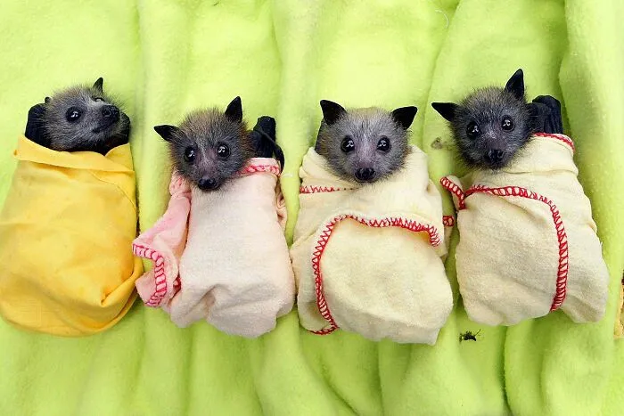 Orphaned Baby Bats Which Are Rescued Are Wrapped Snugly In Blankets To Mimic The Warm Embrace Of Their Mother's Wings