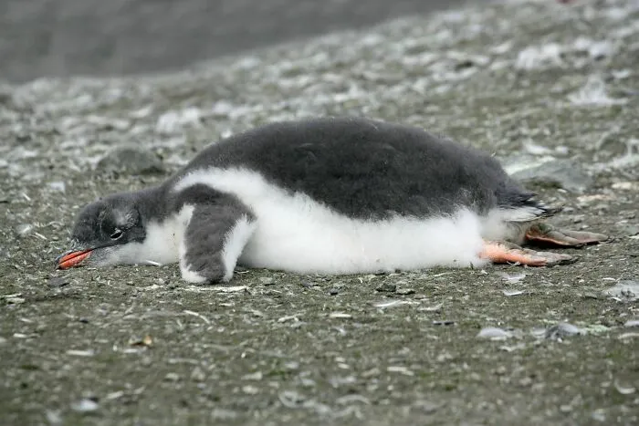 Los pingüinos, debido a su aislamiento de grasa, cuando tienen demasiado calor, jadean y sacan las piernas, lo que los enfría