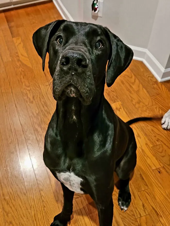 Dogs Sneeze While Playing To Let Other Dogs Know They Are Playing And Aren't Trying To Be Aggresive