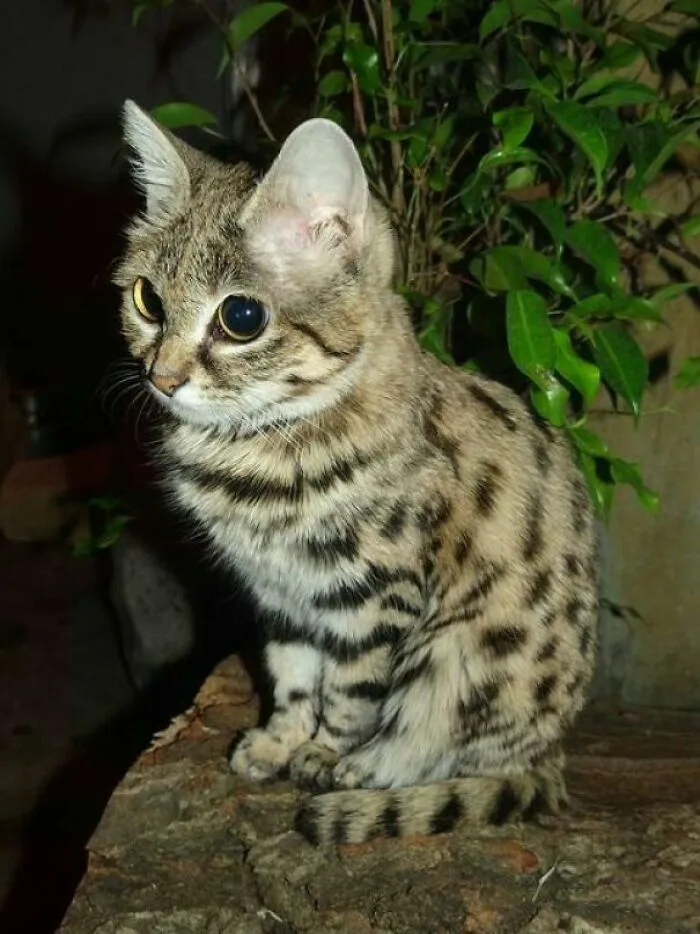 Black-Footed Cat (Felis Nigripes) Is The Smallest Cat In Africa (Up To 5 Lbs) And Can Hunt Preys Bigger Than Himself