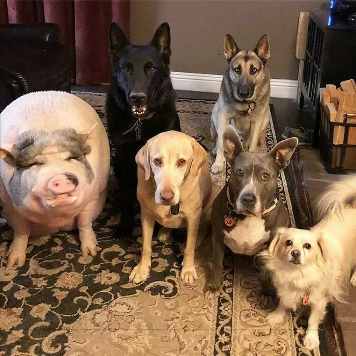 Pigs Are Known For Being Very Sociable And Intelligent, And This Is Especially The Case For Vietnamese Potbellied Pigs