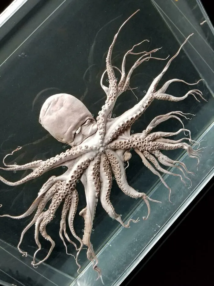 Una rara mutación que hace que los tentáculos del pulpo se ramifiquen
