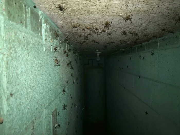 Descubrí que la casa en la que vivimos tiene un búnker debajo. Me las arreglé para colar mi teléfono en una de las grietas de la puerta para tomar esta foto espeluznante