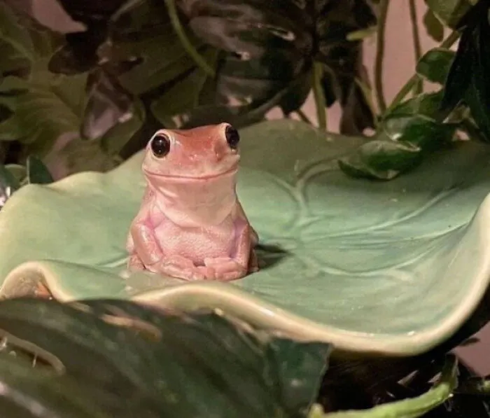 This Frog Has Made My Day