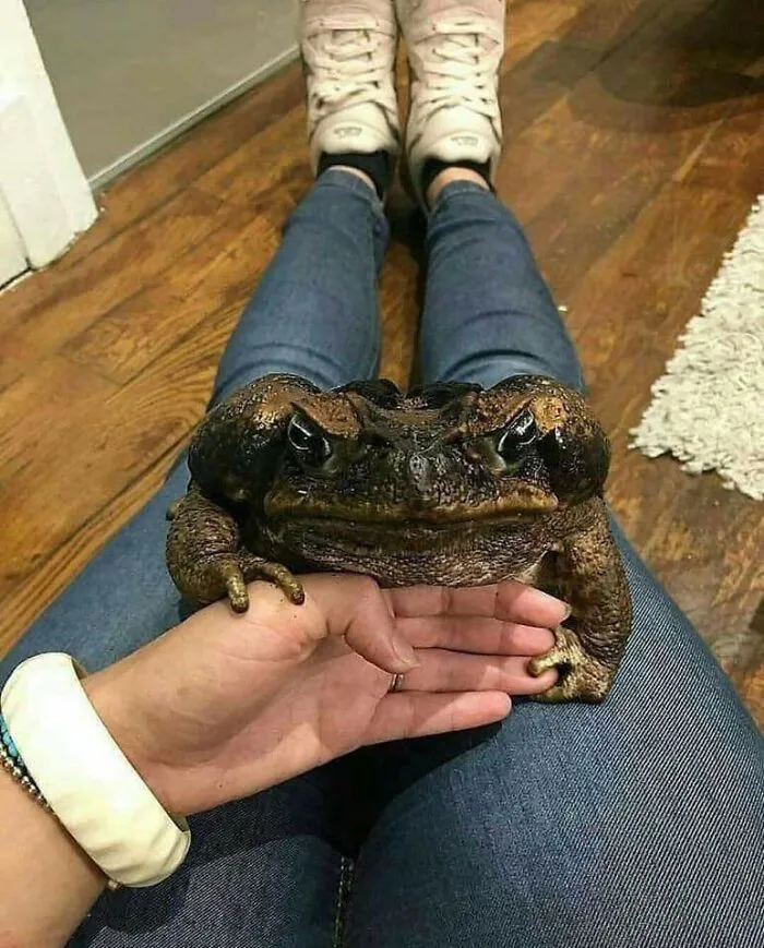 Suriname Giant Marine Toad