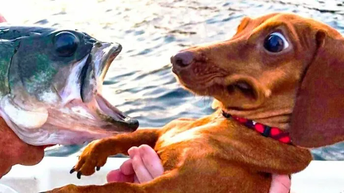 Draw The Funniest Photo Of Your Pet