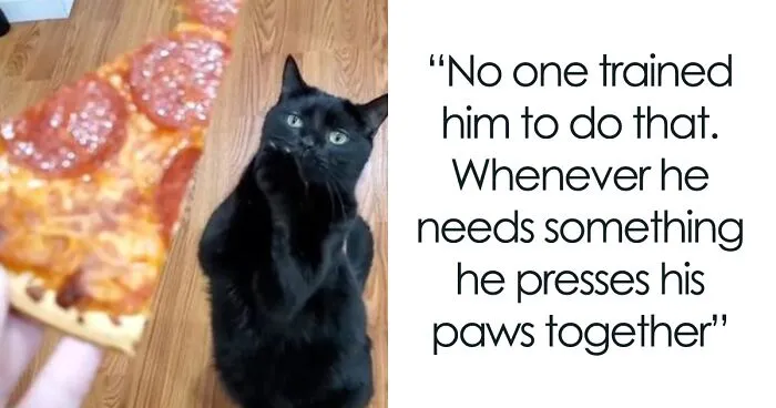 This Cat Went Viral Because He Learned To Beg In A Way That Melts People’s Hearts