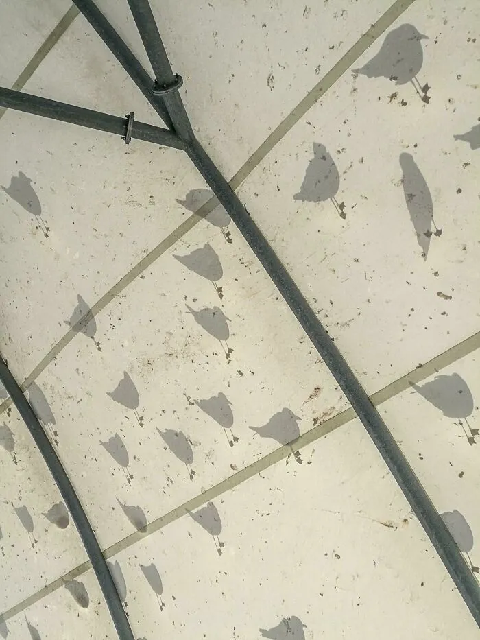 Shadows Of Birds Perched Atop A Tent
