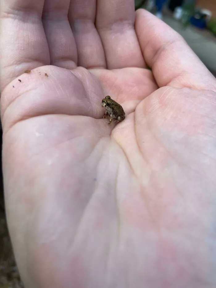 Behold The Littol One