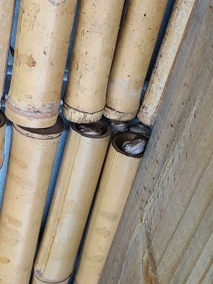 Frog Party In My Parents Backyard