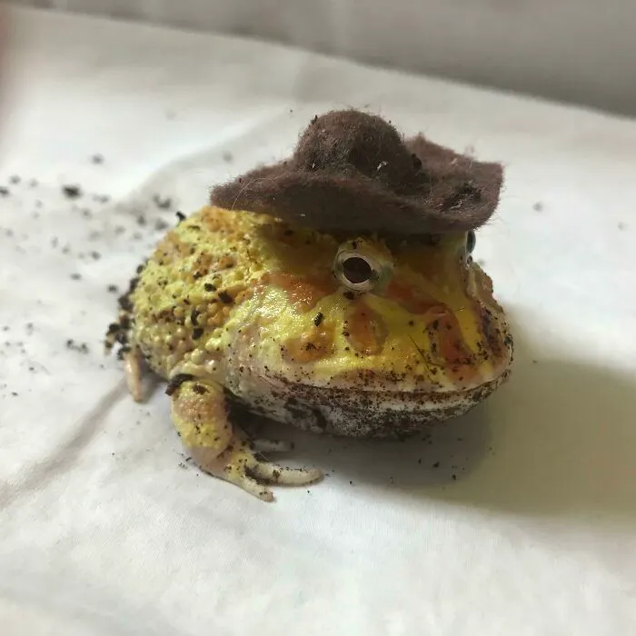 Y’all Just Gonna Scroll By Without Saying Howdy?
