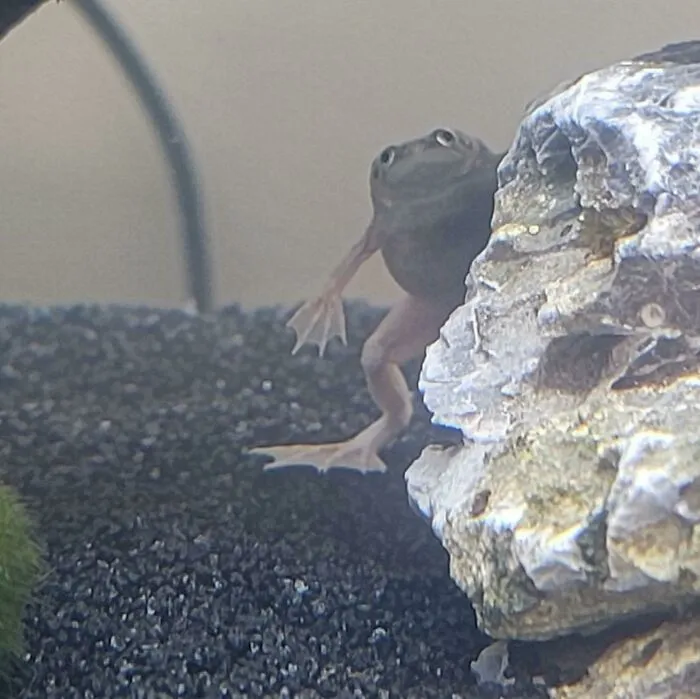 He Stands. He Watches