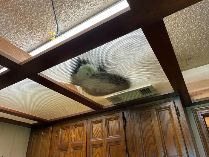 My Mom’s Cat Likes To Get Into The Dropped Ceiling And Lay On The Panels
