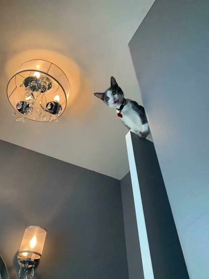 My Kitten Has Turned Into A Danger Cat
