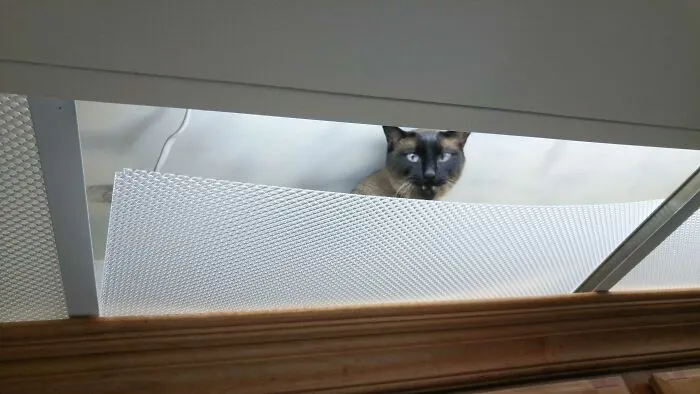 Shout Out To This Mofo Who Crawled Into The Kitchen Ceiling On His First Day Home