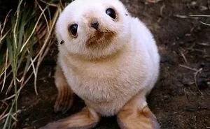 50 Adorable Baby Animals To Make Your Day