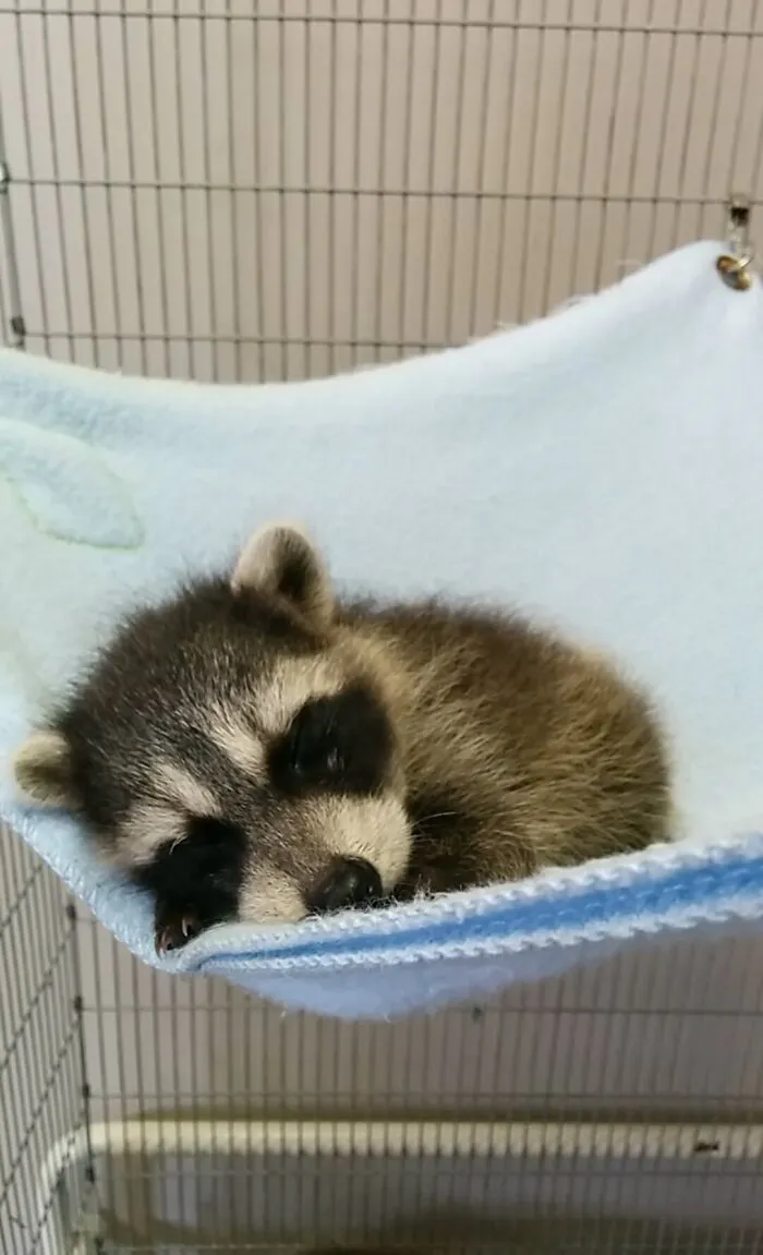 Baby Raccoon Taking A Nap