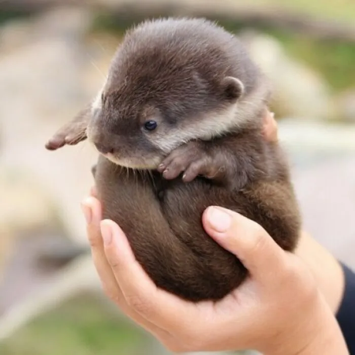 I'm Not A Bowling Ball, I'm An Otter-Ball