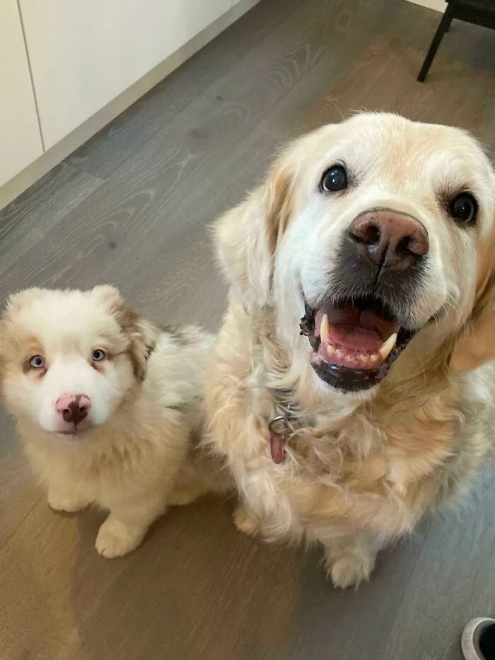 11 Weeks And 11 Years And Both Very Cute